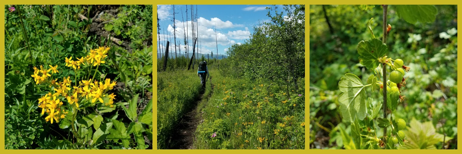 Letting Go Of The Bay Leaf Mosaic Monday 33 Roses Rainbows