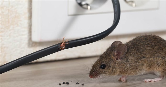 evde fare oldugu nasil anlasilir