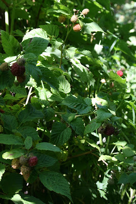 Biological Thinking Japanese Quince