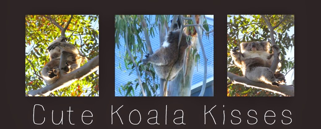 Cute Koala Kisses