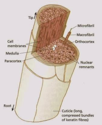 Hair Follicle Tumors | SpringerLink - link.springer.com