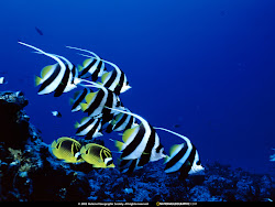 geographic national wallpapers underwater fish resist photographers caught works hard really colors many