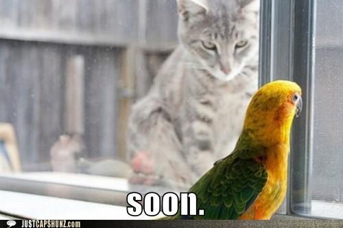 soon meme pictures, funny animal pictures, funny animals, soon meme animals