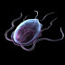 What are the parasite and hosts in parasitology