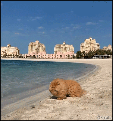 Amazing Cat GIF • Fluffy Persian cat Patrolling the beach. What a pawesome beach furr ball. Amazing Cat GIF • Fluffy Persian cat Patrolling the beach. What a pawesome beach furr ball.