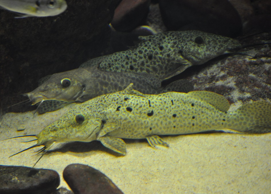 ZOOTOGRAFIANDO (6.100 ANIMALS) PEZ GATO JIRAFA DEL TANGANICA / LAKE