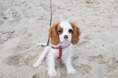 Walton Rocks Dog Beach