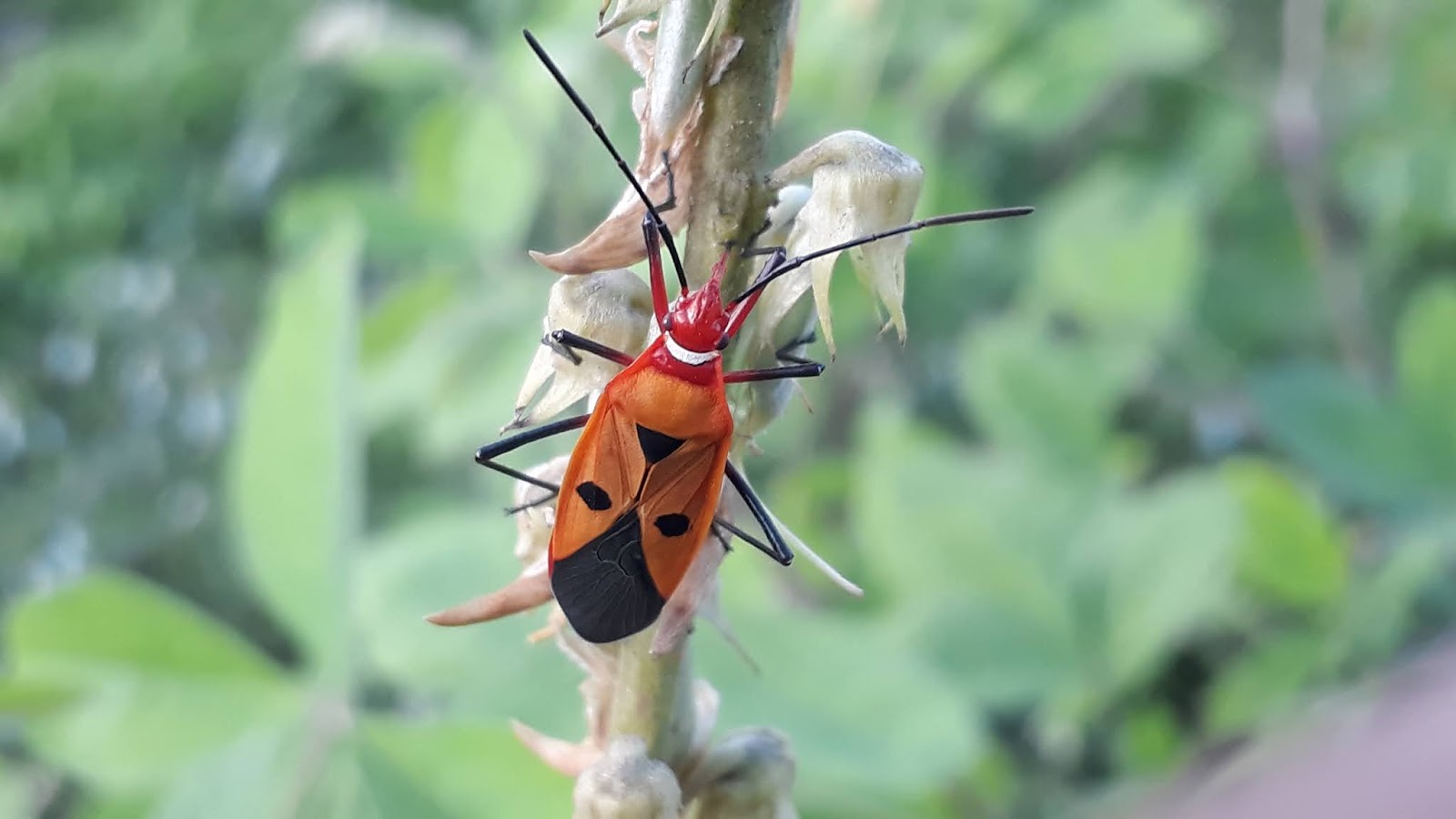 Red Cotton Stainer Bug (Dysdercus cingulatus) Scientific