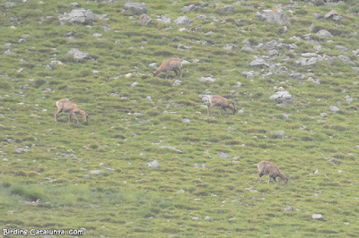 Isards al Cadí-Moixeró