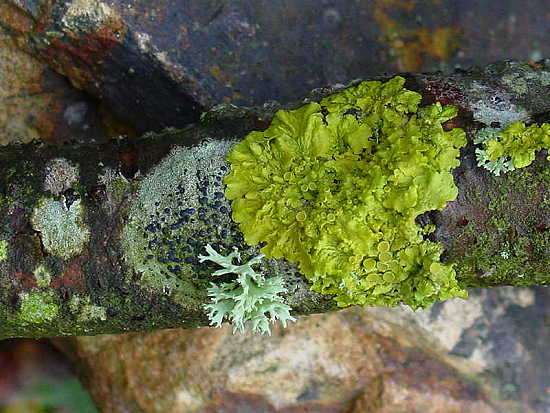 RAMBLES FROM MY CHAIR: ABC Wednesday – L is for Lichen