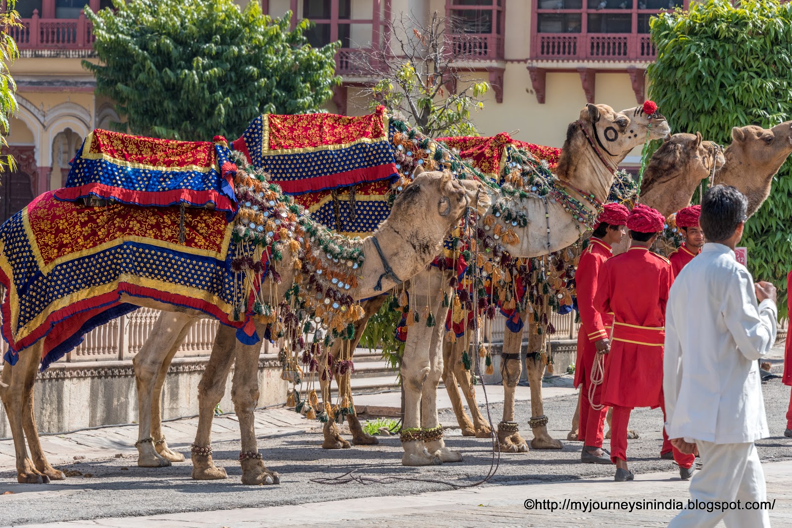 Beautifully Dressed Camels at City Palace Jaipur