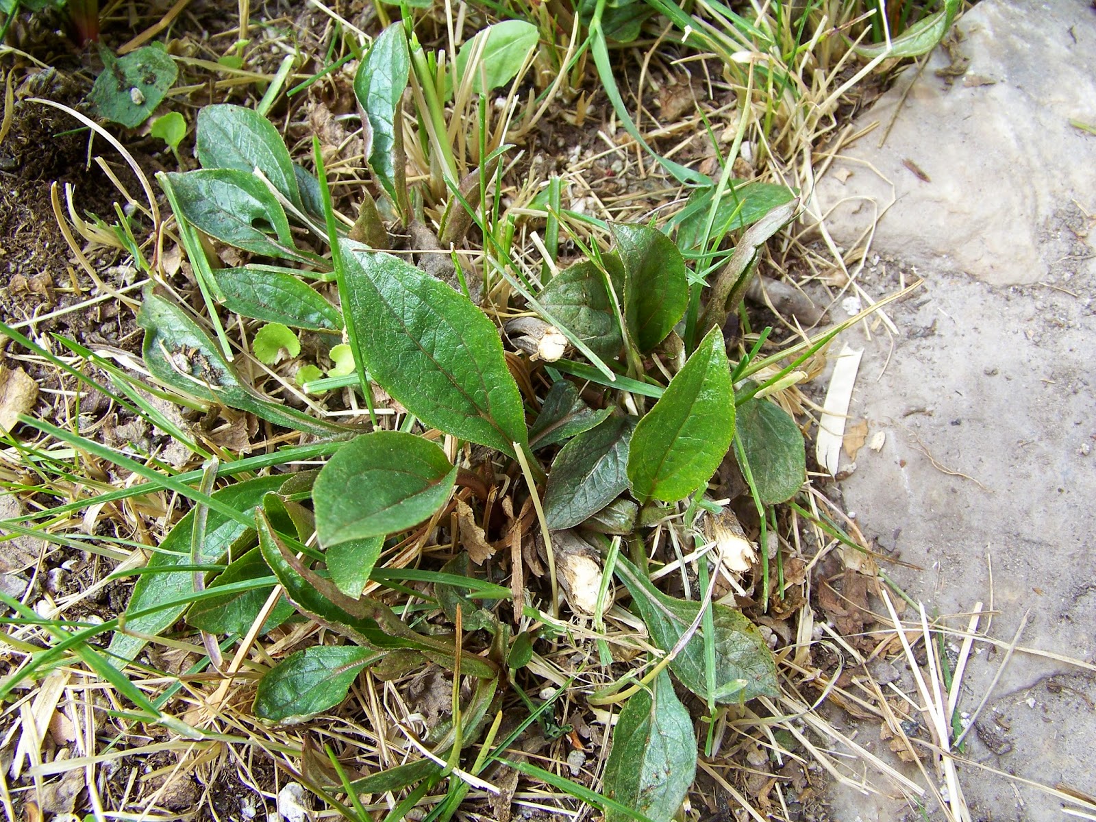 Garden Girl's Utah Adventure. My Garden in Spring.....favorites