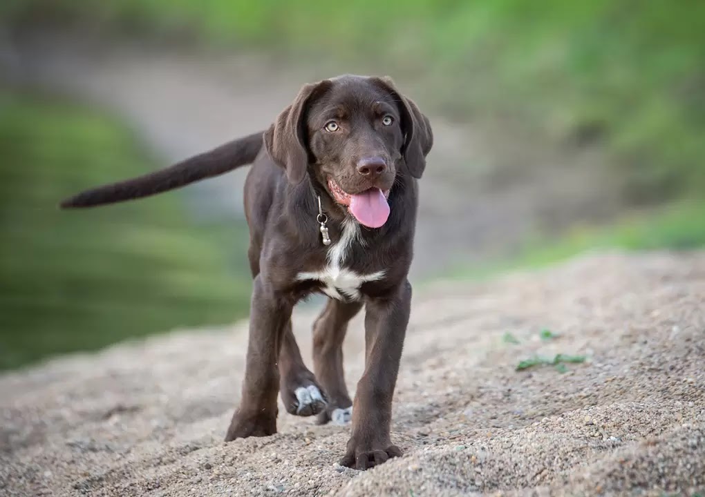 good working dog breeds