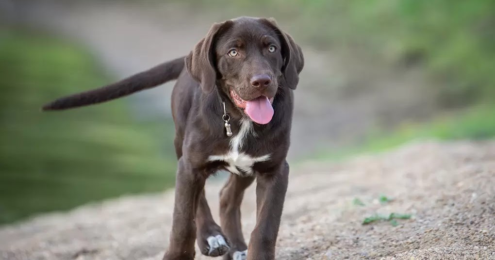 10 Best Working Dog Breeds The Buzz Land