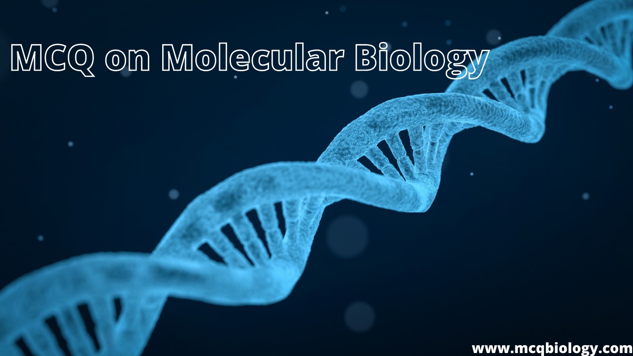Molecular Biology Multiple Choice Questions