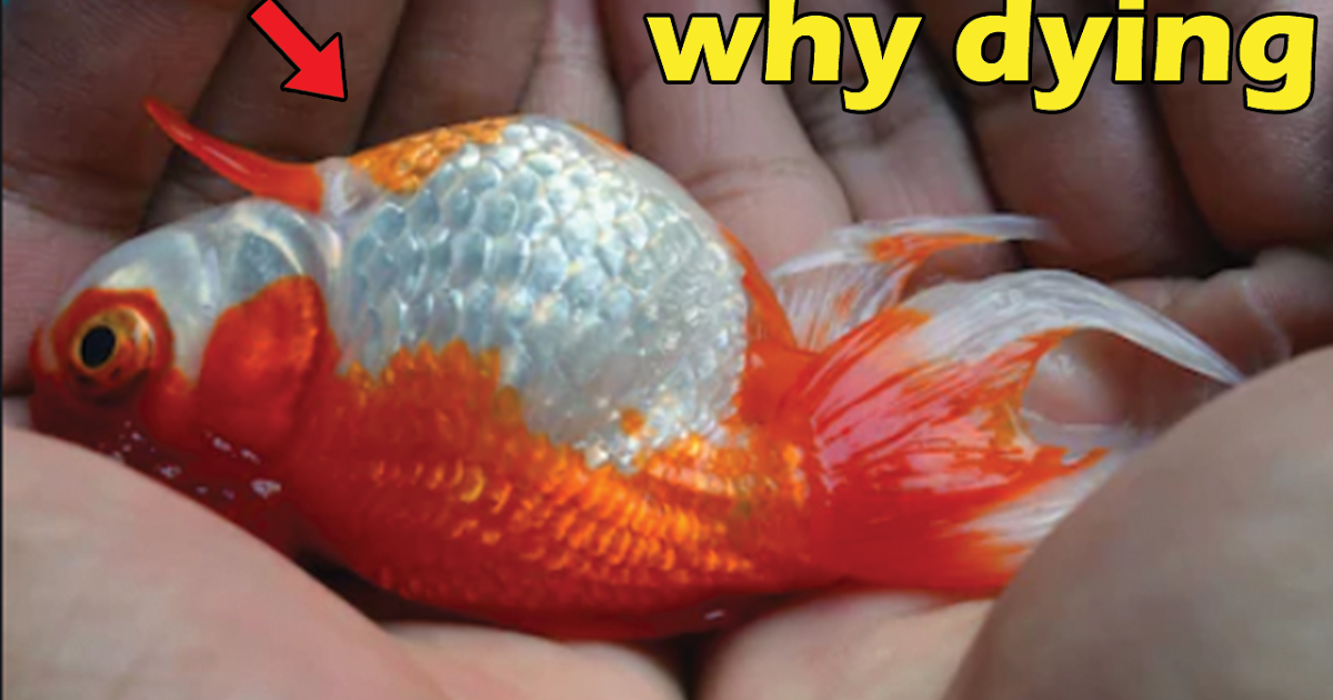 5 Reasons Why are Goldfish died Why Do Goldfish Die