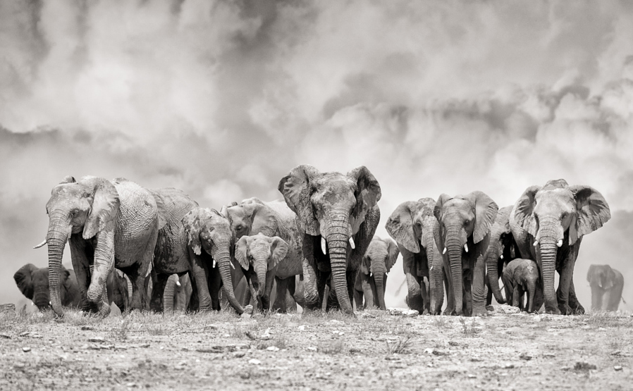 25 breathtaking photos of elephants Amazing