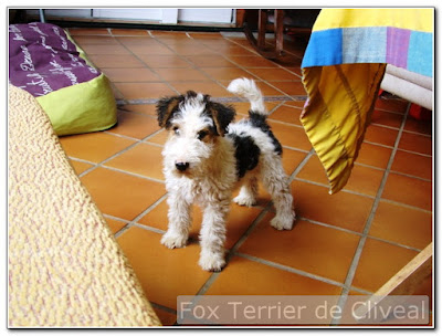 cachorrito de fox terrier con dos meses de edad del criadero cliveal