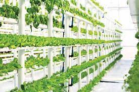 Hydroponics and Organic Soil Nutrients | How can you grow a chemical free crops using hydroponics? Hydroponics and Organic Soil Nutrients | How can you grow a chemical free crops using hydroponics?
