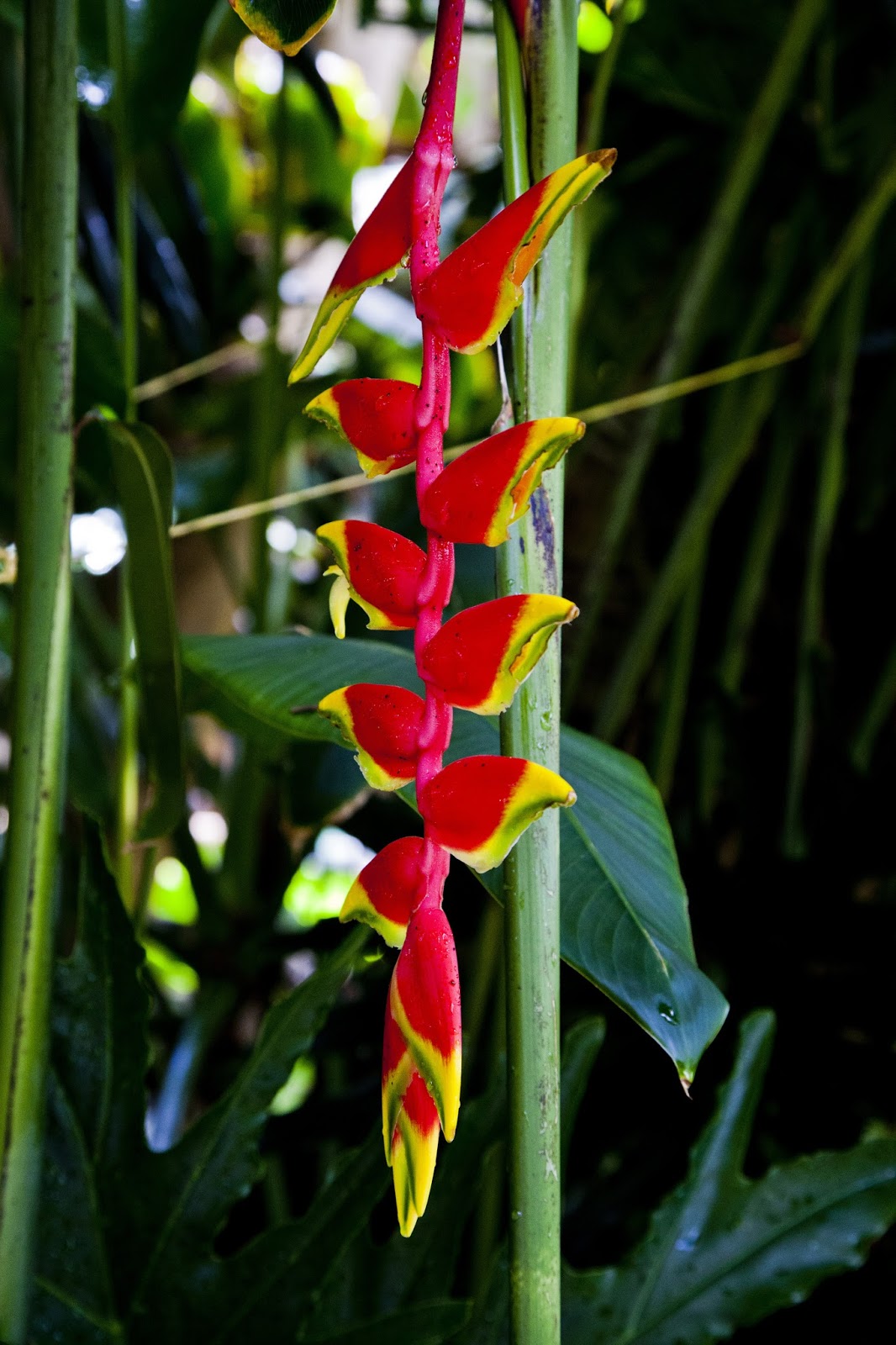 Walking Arizona Banana Flower