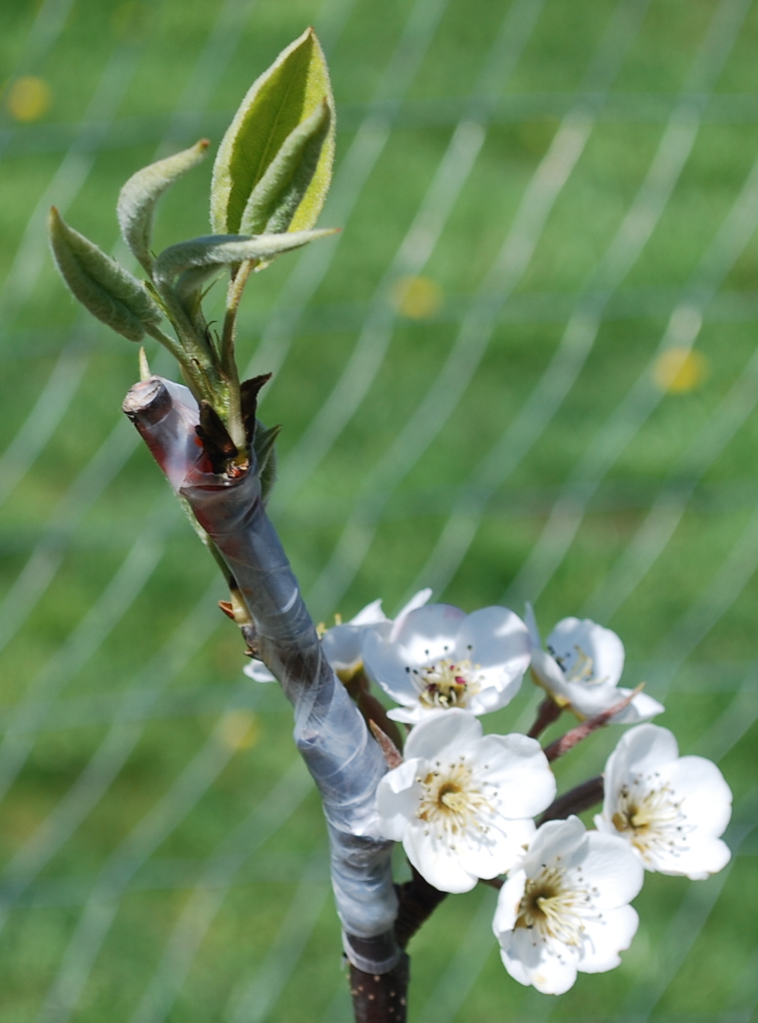 Growing Greener in the Pacific Northwest Fruit Tree Blooming. Pear