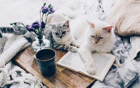 two cats lazing on a book