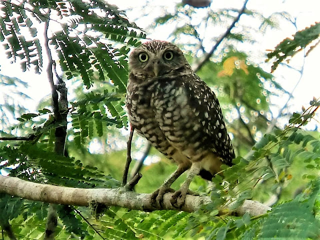 Cucú o Lechuza Excavadora