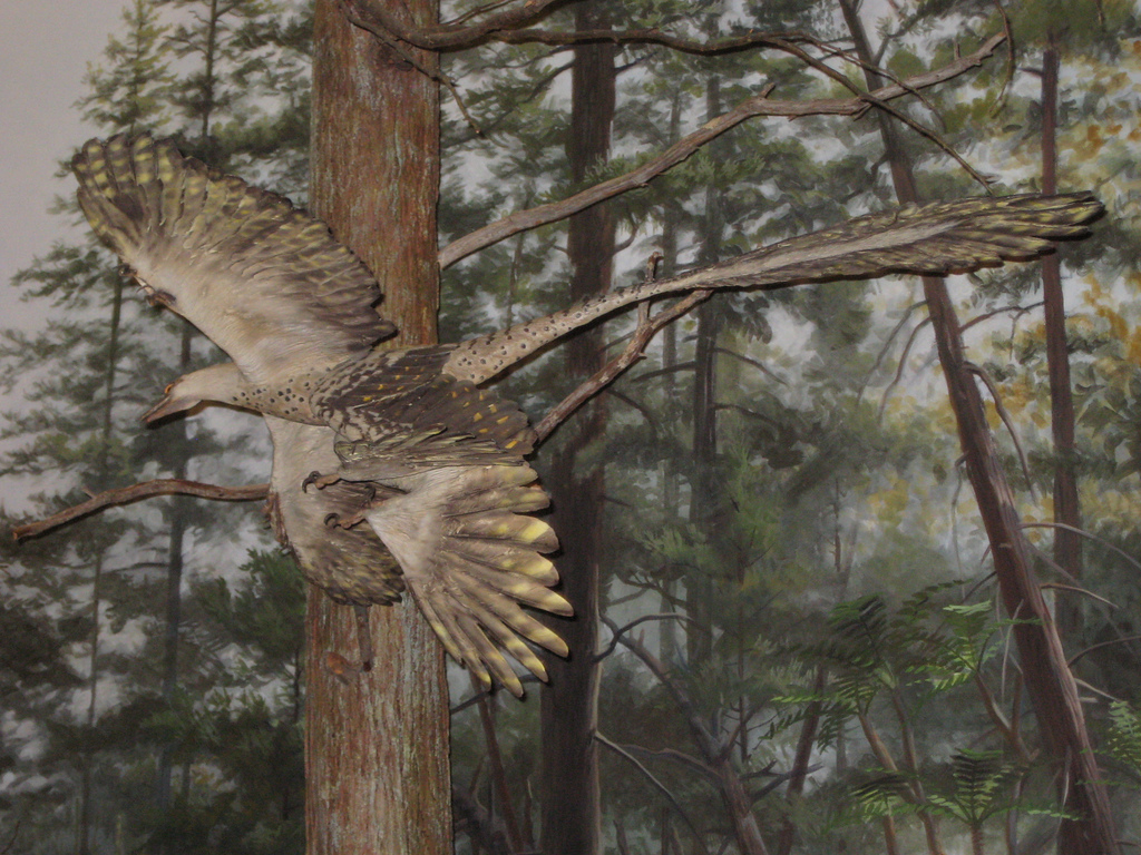 Mysterious Feathered Dinosaur Was Agile Flyer The Archaeology News Network Mysterious feathered dinosaur was agile flyer the archaeology news network