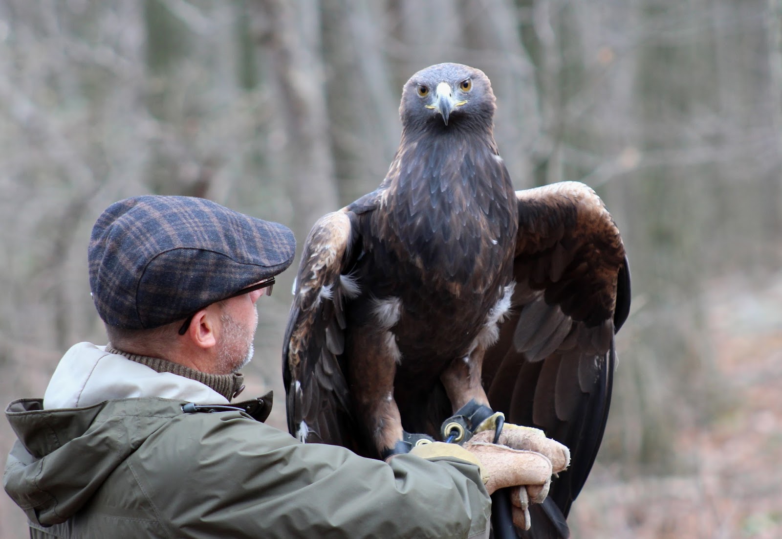 PA Environment Digest Blog Golden Eagle Day Nov. 12 At Hawk Mountain