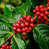 kopi,pengenalan,cara budidaya dan karasteristik tanaman 
