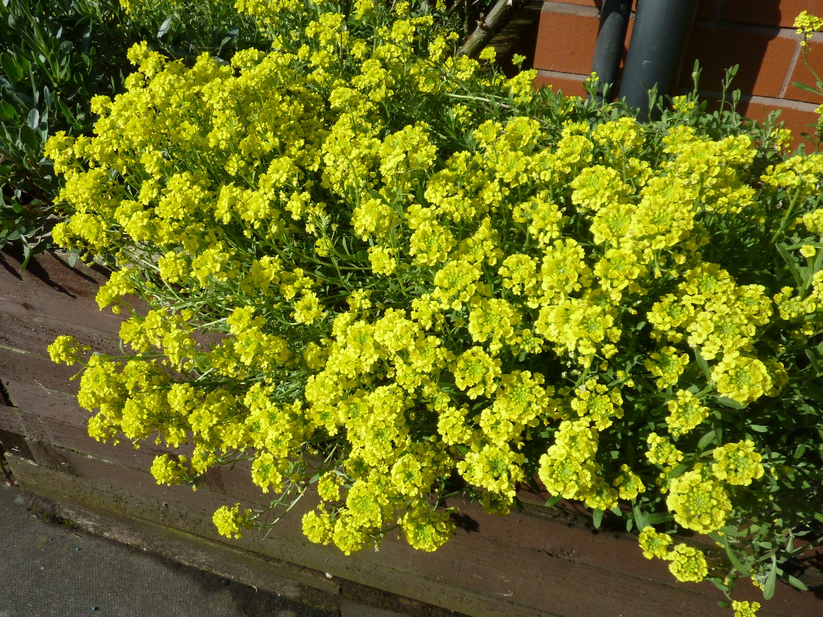 Gardening tips and good plants Good plant 161 Alyssum Montanum 'Tekara'