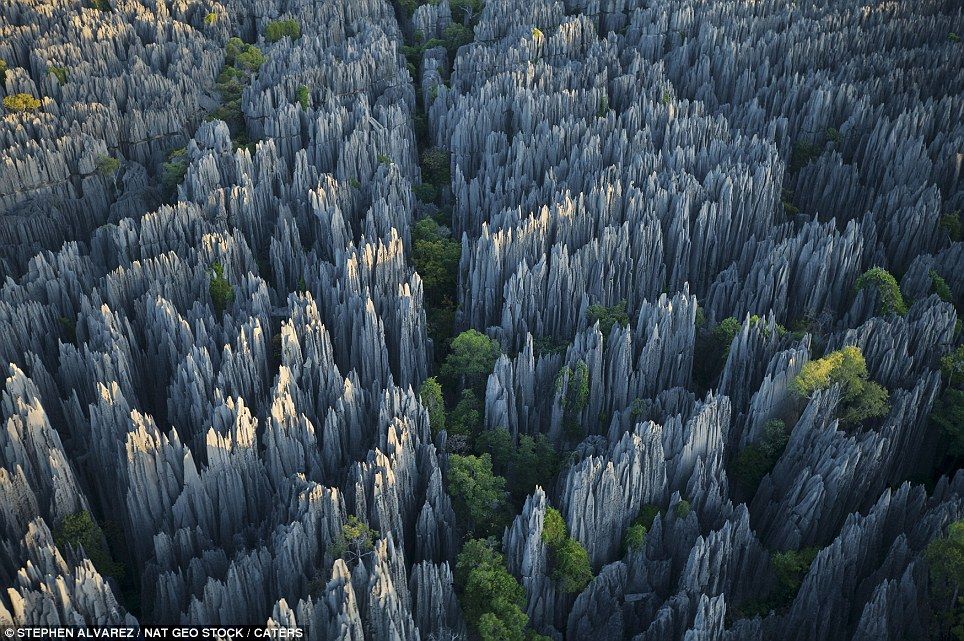 Stone Forest Madagaskar