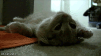 Funny Kitten GIF • Coma nap!  Kitty is deeply sleeping and does not want to wake up. Zzzz... Zzzz... [ok-cats-site.com]