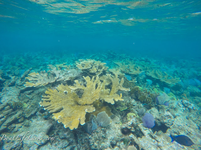 Elkhorn coral, Sandy Cay, Abacos