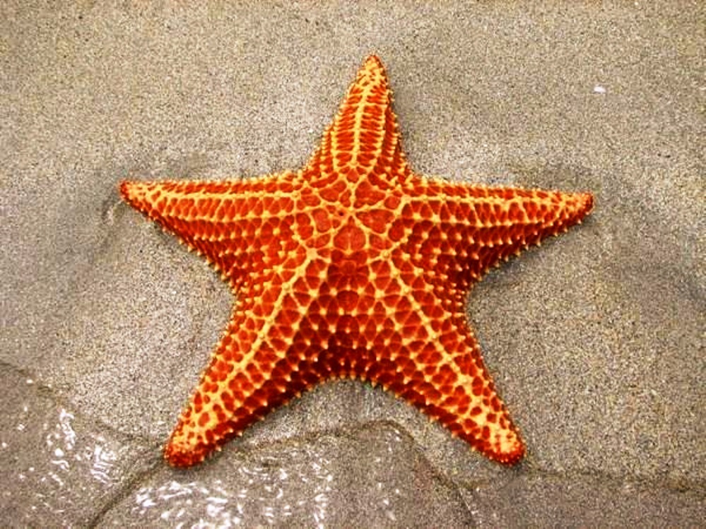 Imágenes de la estrella de mar