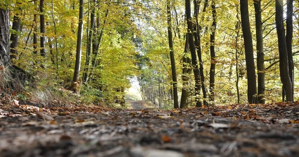 Pengertian Hutan Jenis Hutan Manfaat Dan Persebarannya Terlengkap