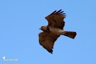 Culebrera europea (Circaetus gallicus) con la coloración habitual de adulto. Blue Nature