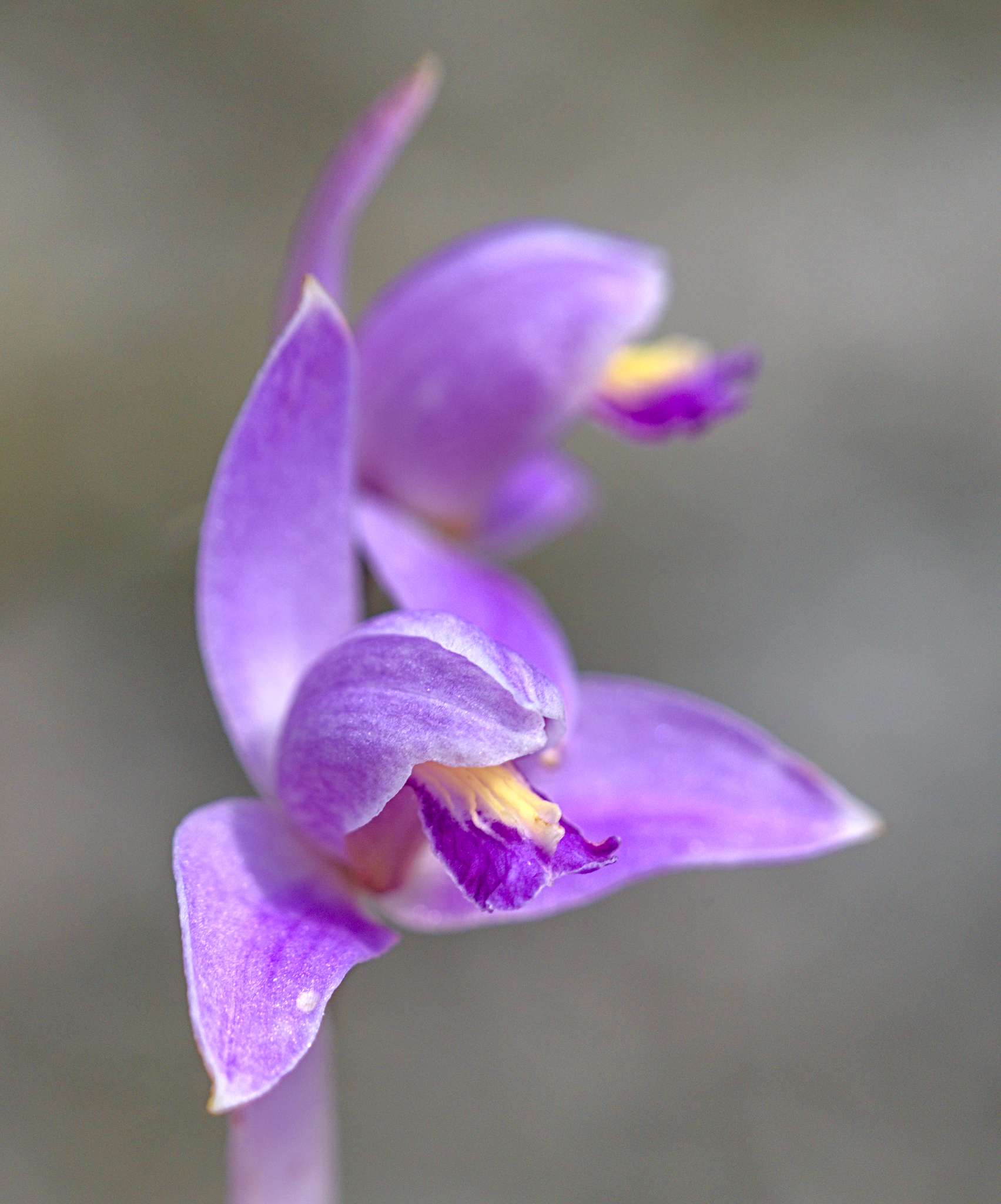 Petén en Fotos: Orquídea de Candelaria (Bletia purpurea) en reservorio de  Tikal.