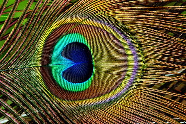 Peacock's feather