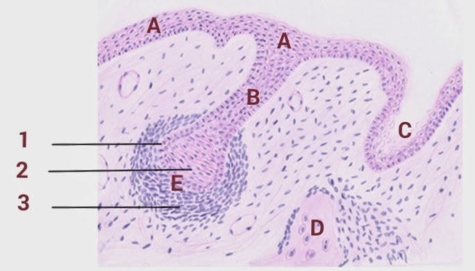 Oral Development And Histology 48