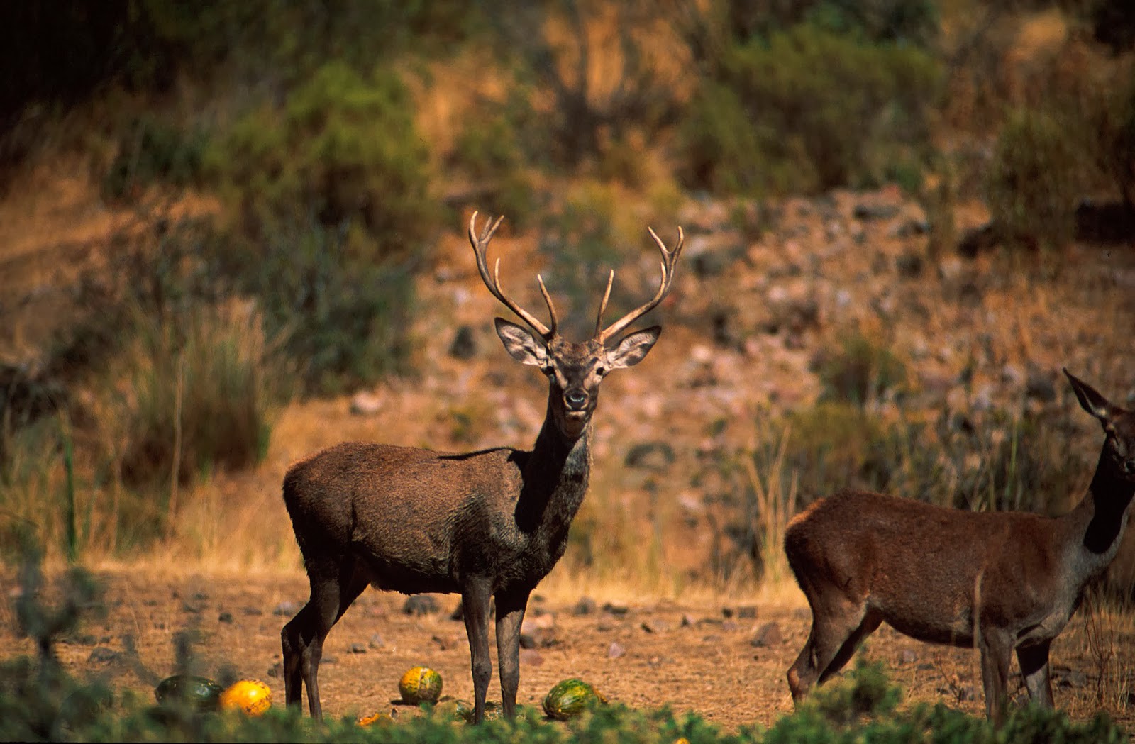 Ocupación: concepto y requisitos - Derecho Civil