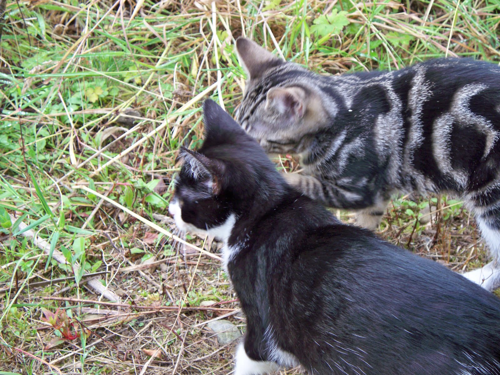 Arthur's Eden The kittens go outside for the first time