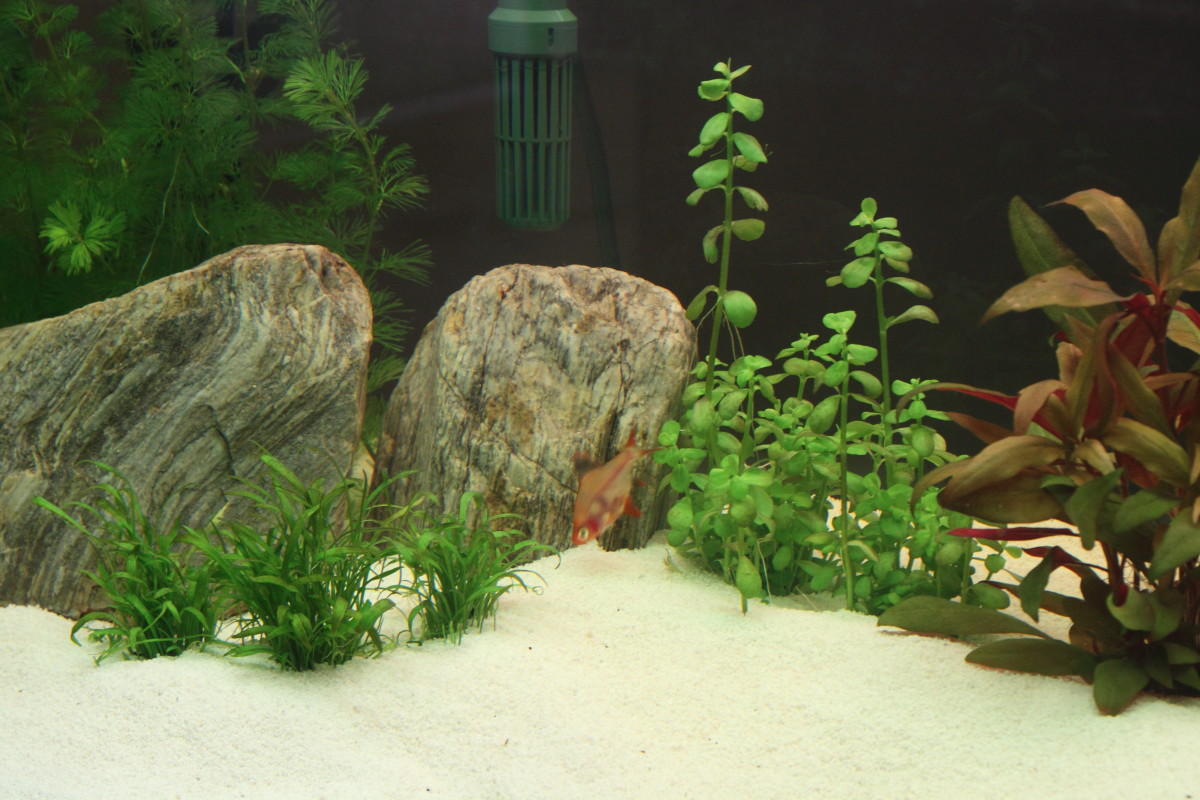 S.C.V. Aquascaping Ideas Community setup Anubias 220 Lt