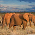 African Elephants Samburu National Reserve Kenya