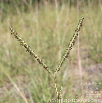 Pasto horqueta (Paspalum notatum)
