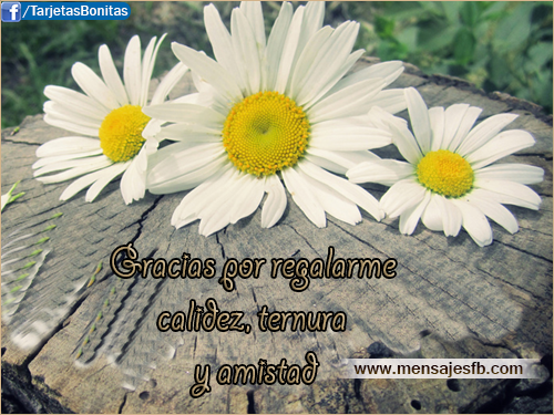 90 Imagenes Y Mensajes Con Flores Hermosas Exoticas Con