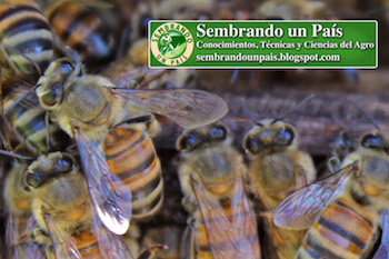 fotografía macro abejas de cerca