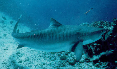 info tiger shark: Tiger Shark Prey