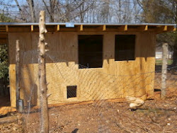 windows chicken coop floor roost walls cutouts door paint
