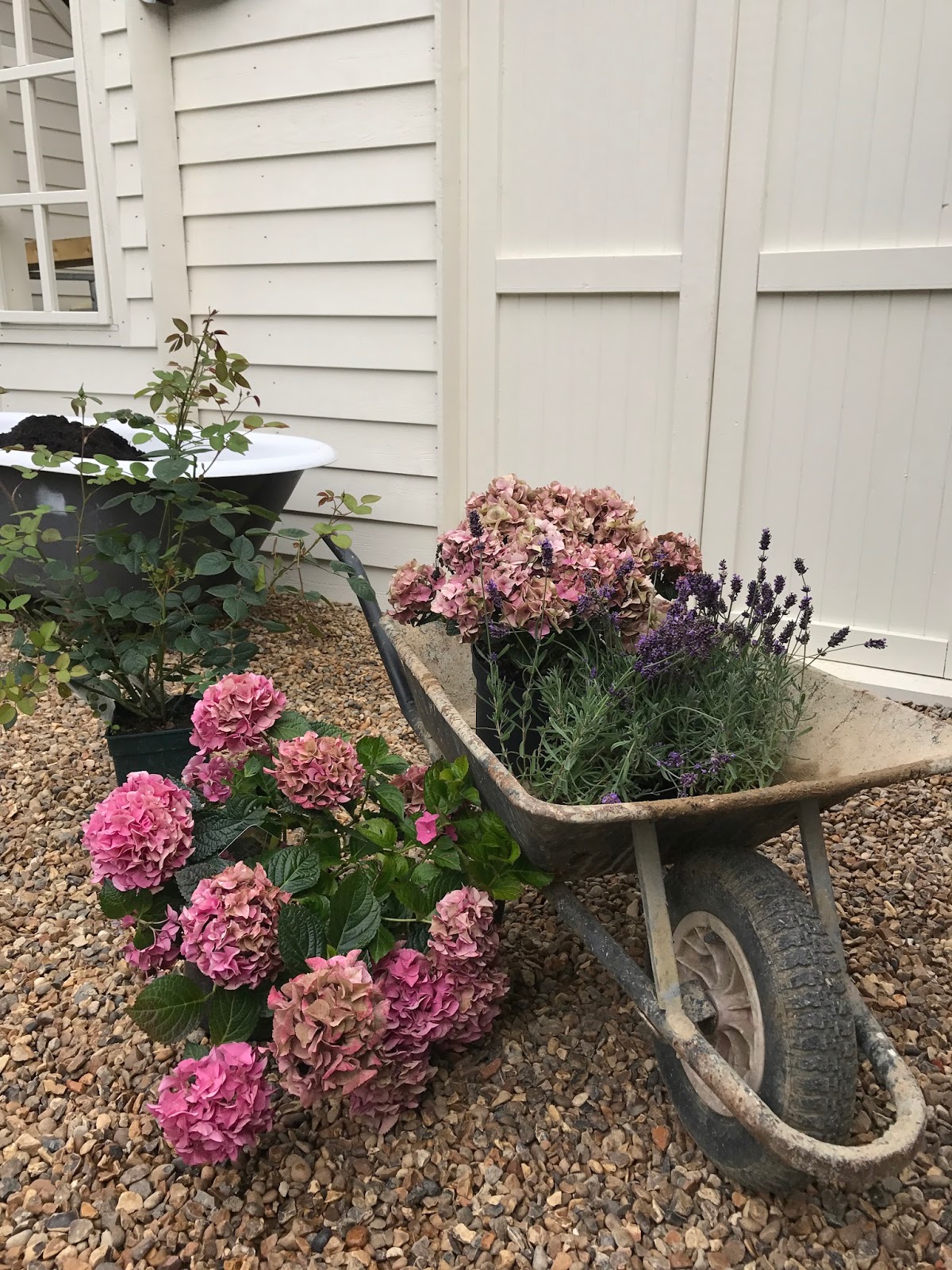Little Lime Hydrangea
